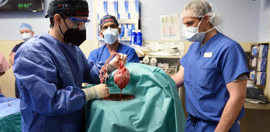 Hombre recibe trasplante de corazón de cerdo