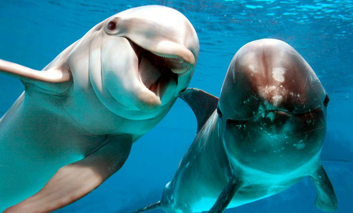 04° July: World Captive Dolphin Day