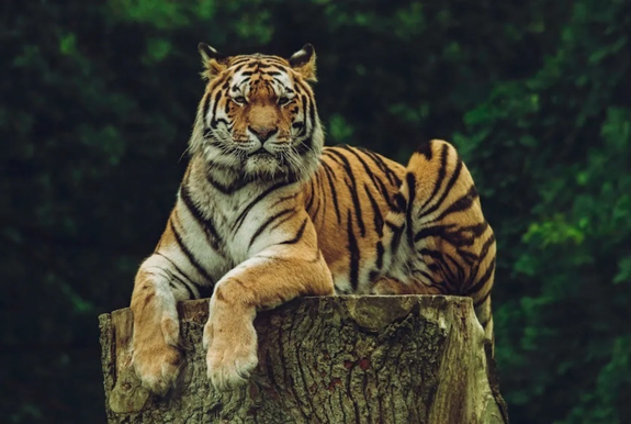 29th July: International Tiger Day