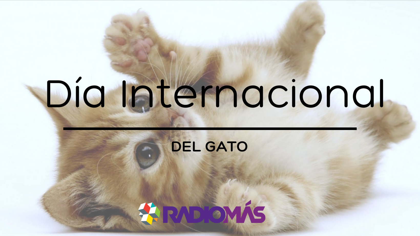 Día internacional del gato