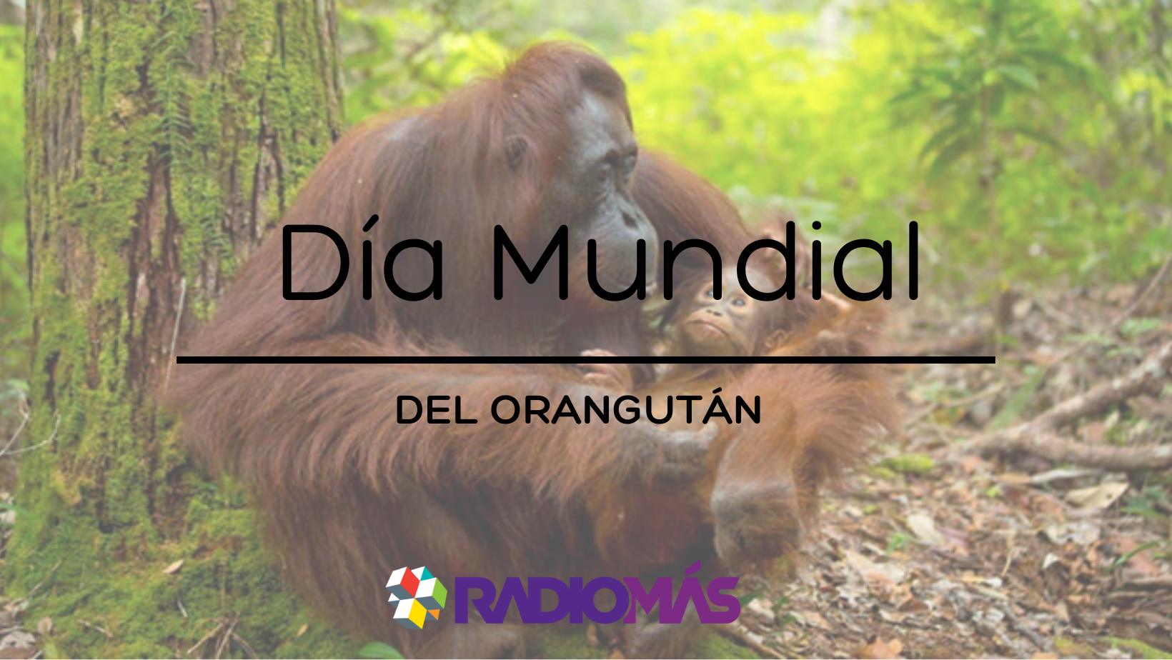 Día Mundial del Orangután