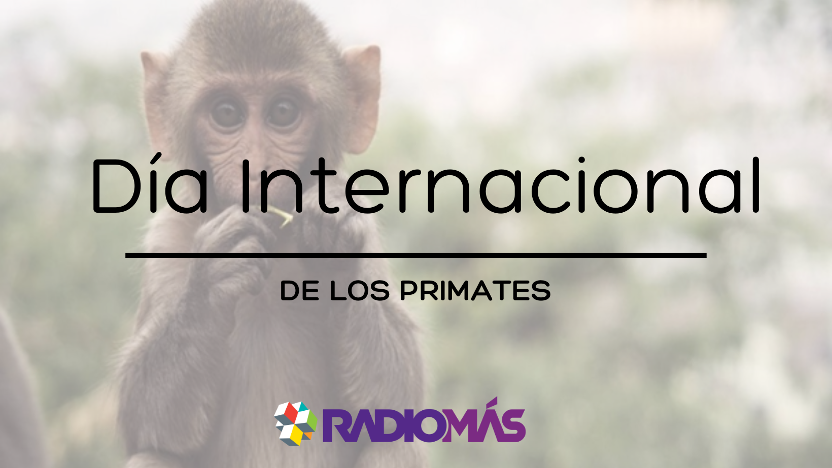Día Internacional de los Primates