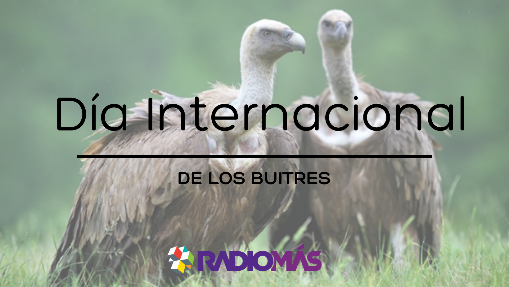 Día internacional de los buitres