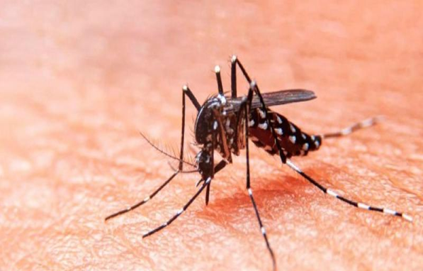 26th august: International Dengue Day