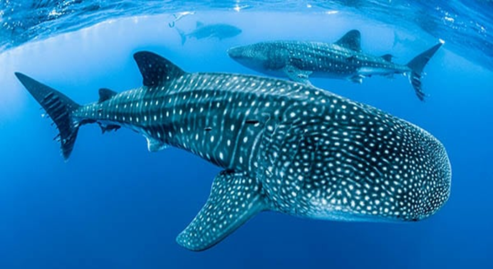 30th August: International Whale Shark Day