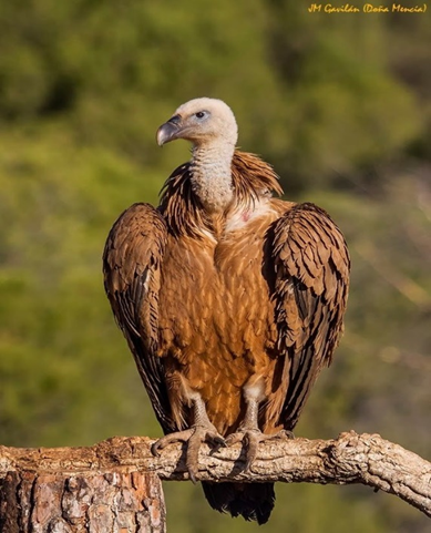 International Vulture Day