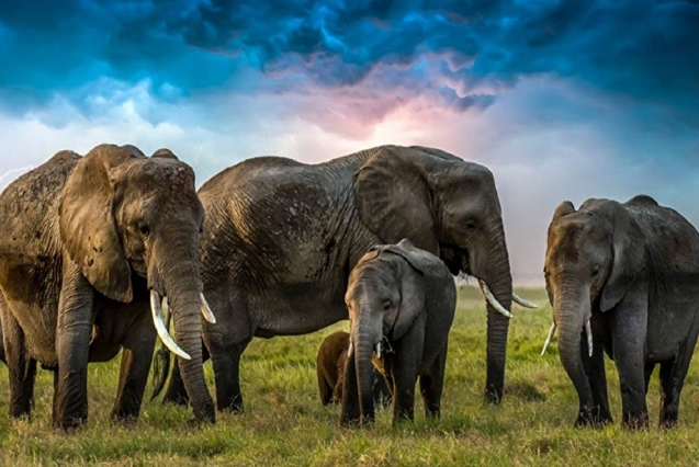 12nd August: International Elephant Day