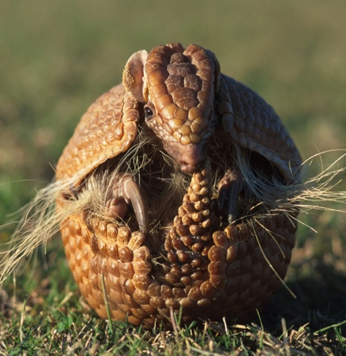 13 August: Internacional Armadillo Day