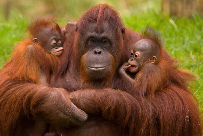 19th August: World Orangutan Day