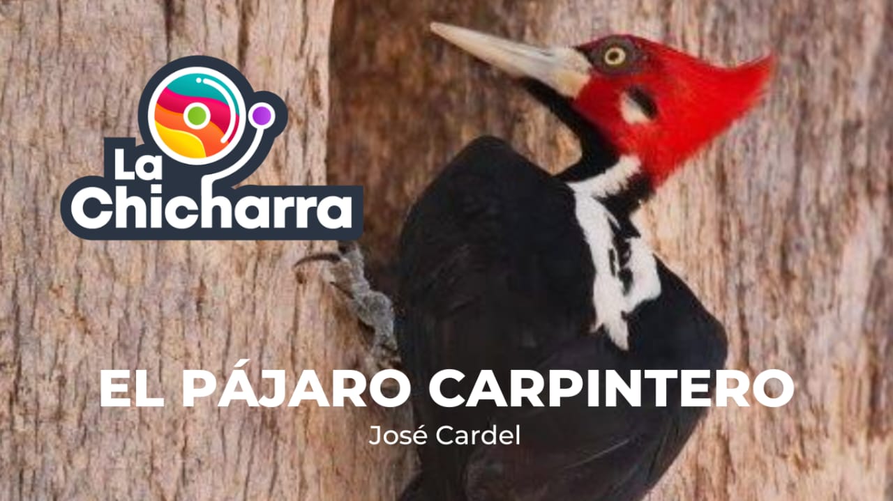 El pájaro carpintero | La Chicharra